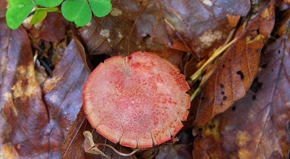 Qualche fungo � arrivato.